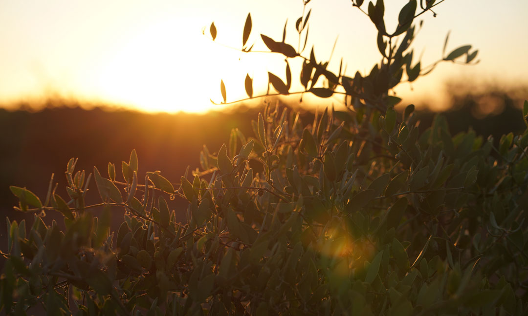 Understanding Jojoba: Jojoba Life Cycle, Fun Facts, Usages for Skincare